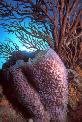 Secret Moray / Los Roques, Venezuela by Federico Cabello 